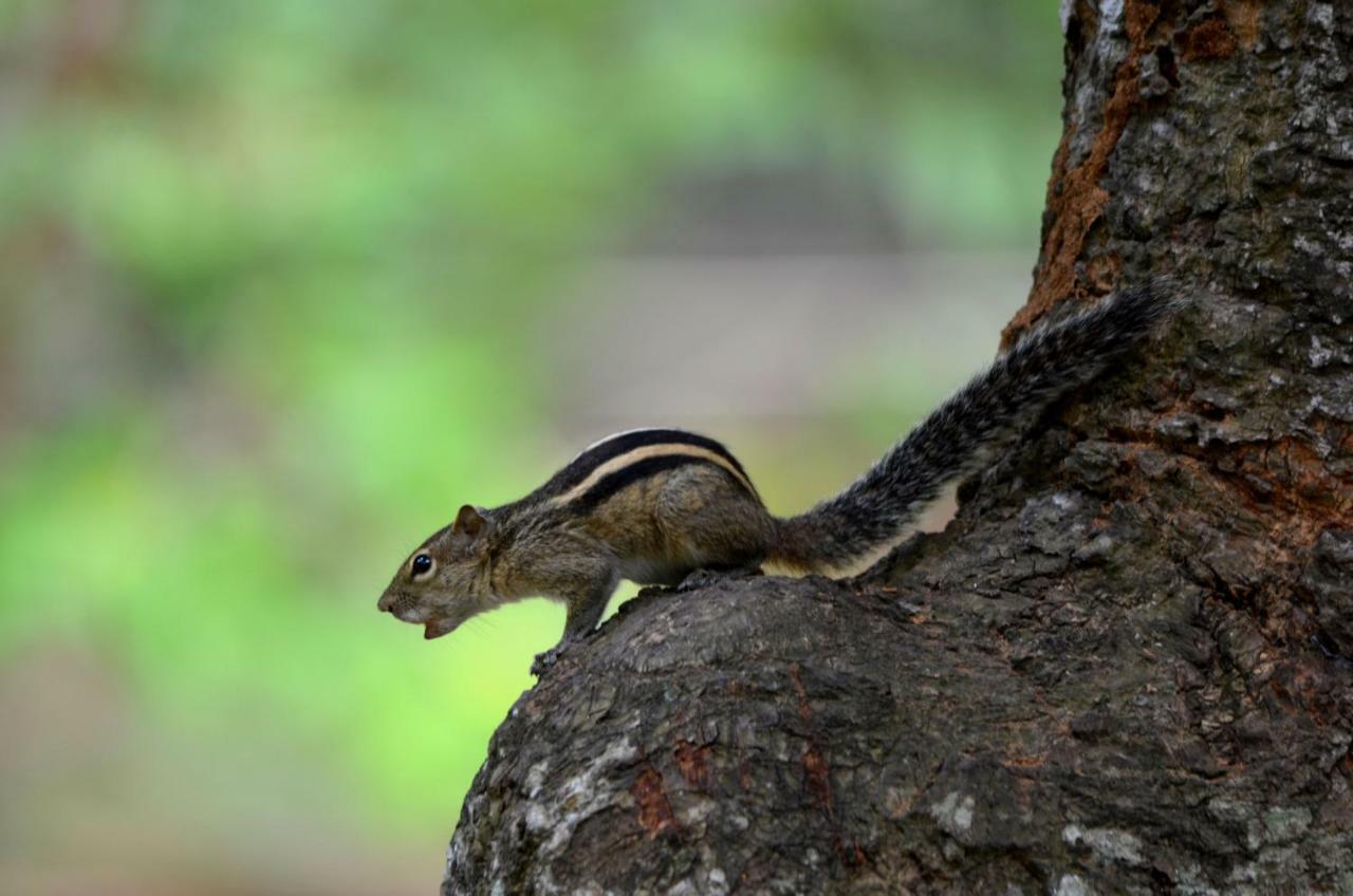Sigiriya King'S Resort エクステリア 写真